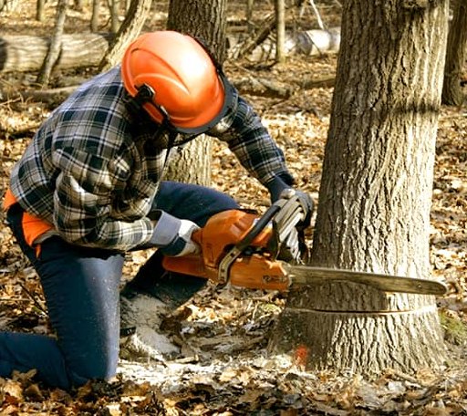 Tree Removal in Center Barnstead, NH